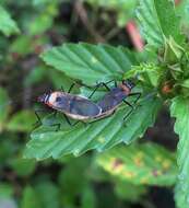 Image of Cotton Stainers (several spp.)