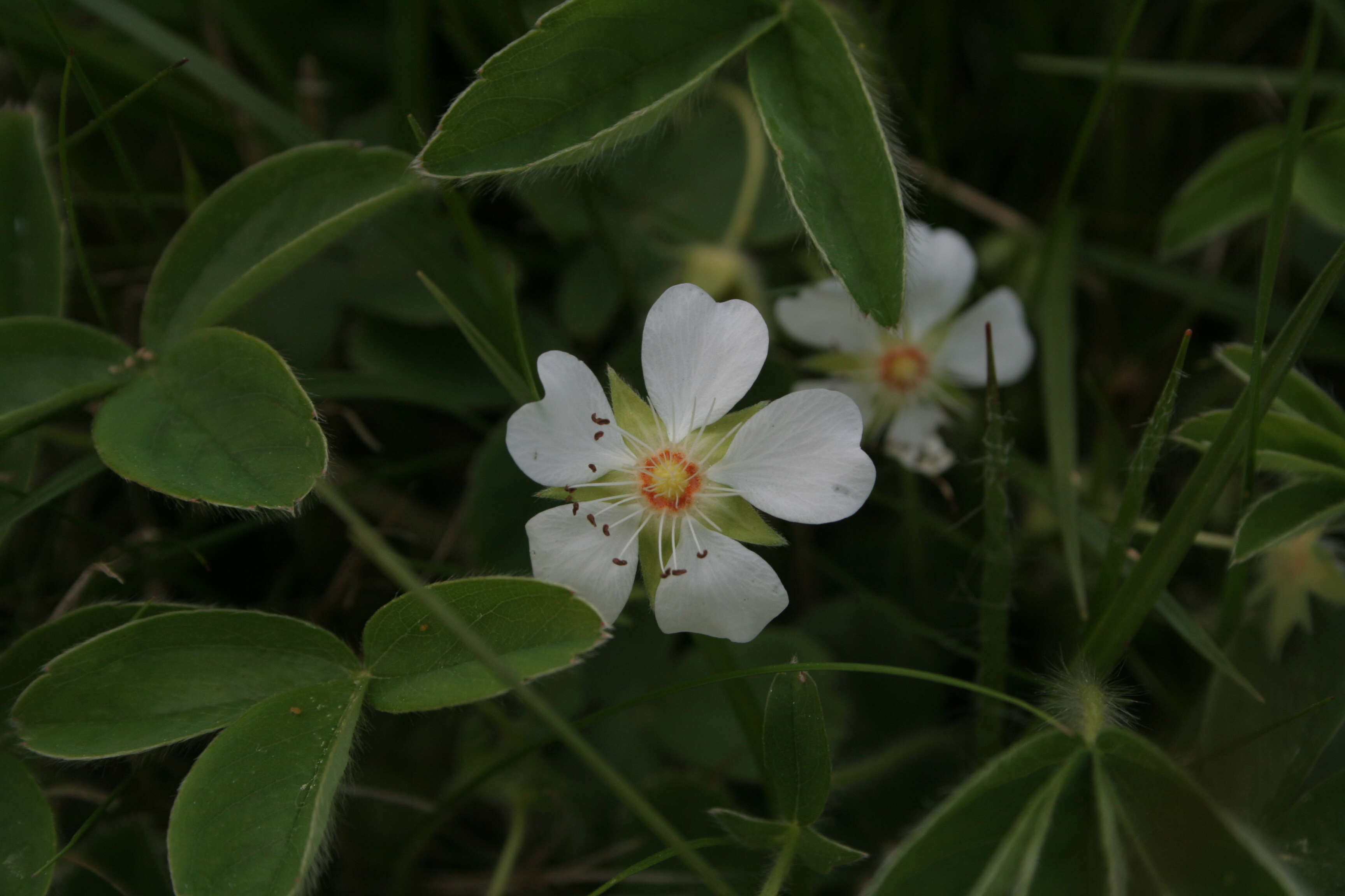 Image of Potentilla montana Brot.