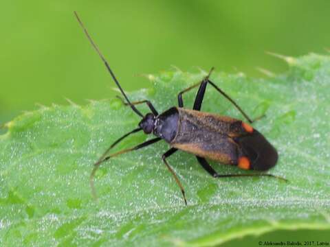 Image of Adelphocoris seticornis (Fabricius 1775)