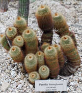 Image of Parodia lenninghausii (F. Haage) F. H. Brandt ex Eggli & Hofacker