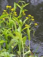 Image of Great Yellow-cress