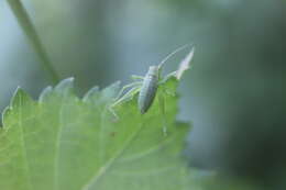 Image of speckled bush-cricket