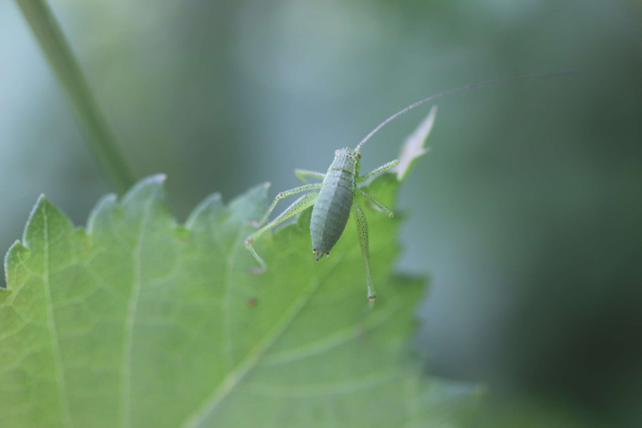 Image of speckled bush-cricket