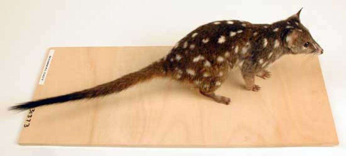 Imagem de Dasyurus geoffroii Gould 1841