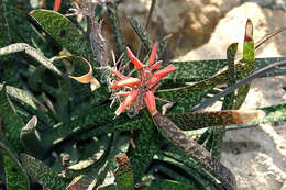 Image of Gasteria obliqua (Aiton) Duval