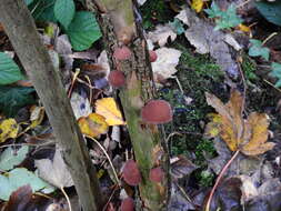 Image of ear fungus