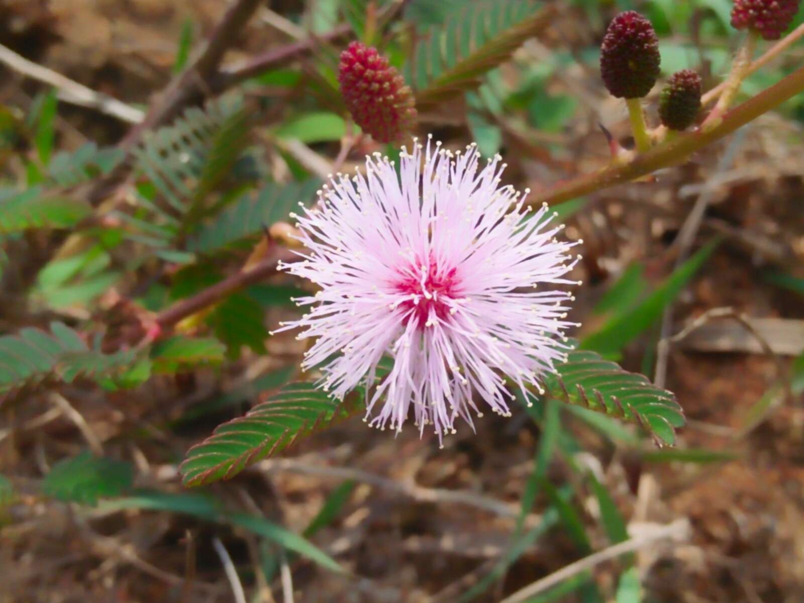 Image of Sensitive Plant