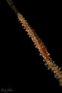 Image of Whip coral goby