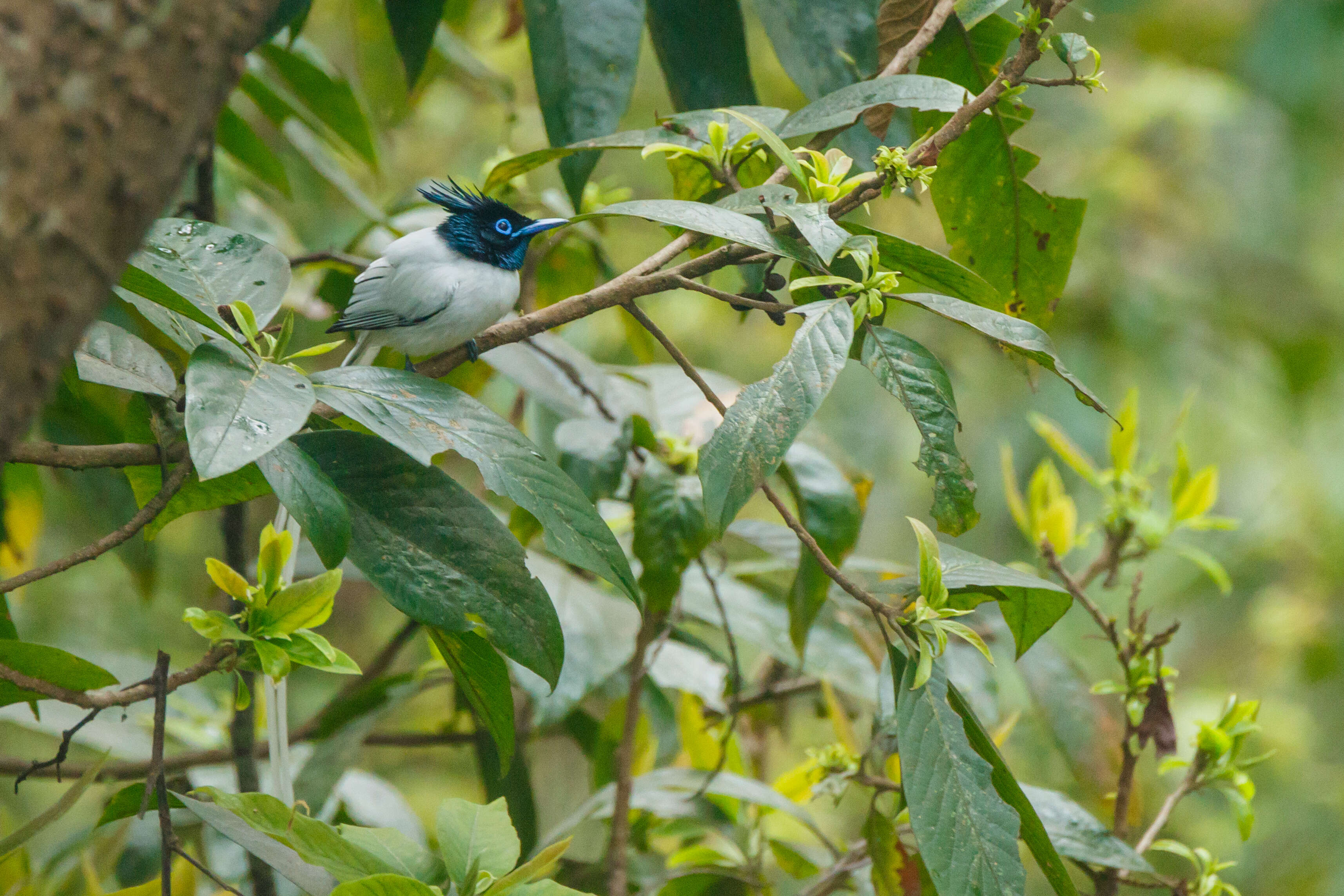 Image of Asian Paradise-Flycatcher