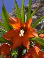 Image of Fritillaria eduardii A. Regel ex Regel