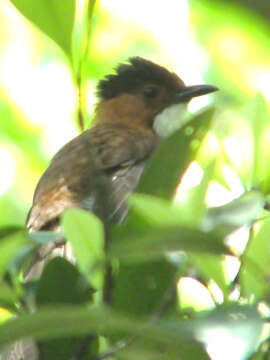 Image of Chestnut Bulbul