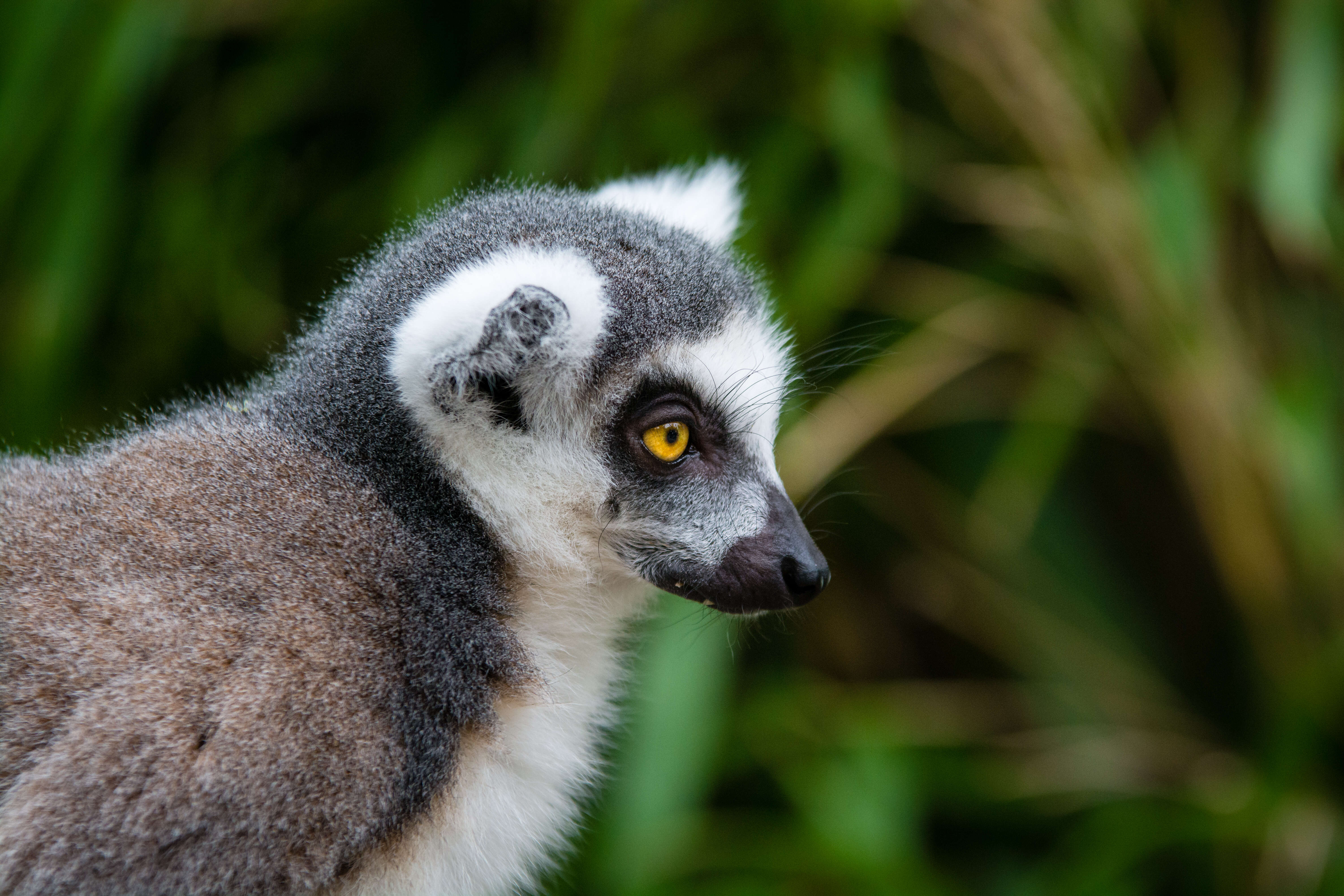 Image of Lemur Linnaeus 1758