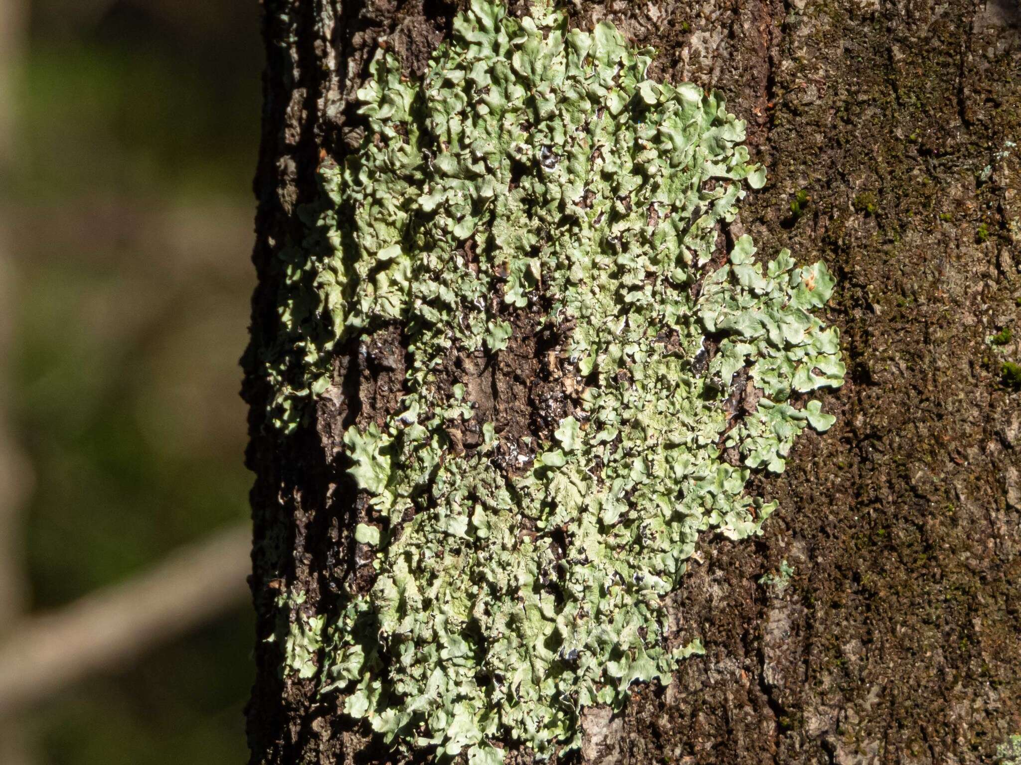 Image of Common greenshield lichen