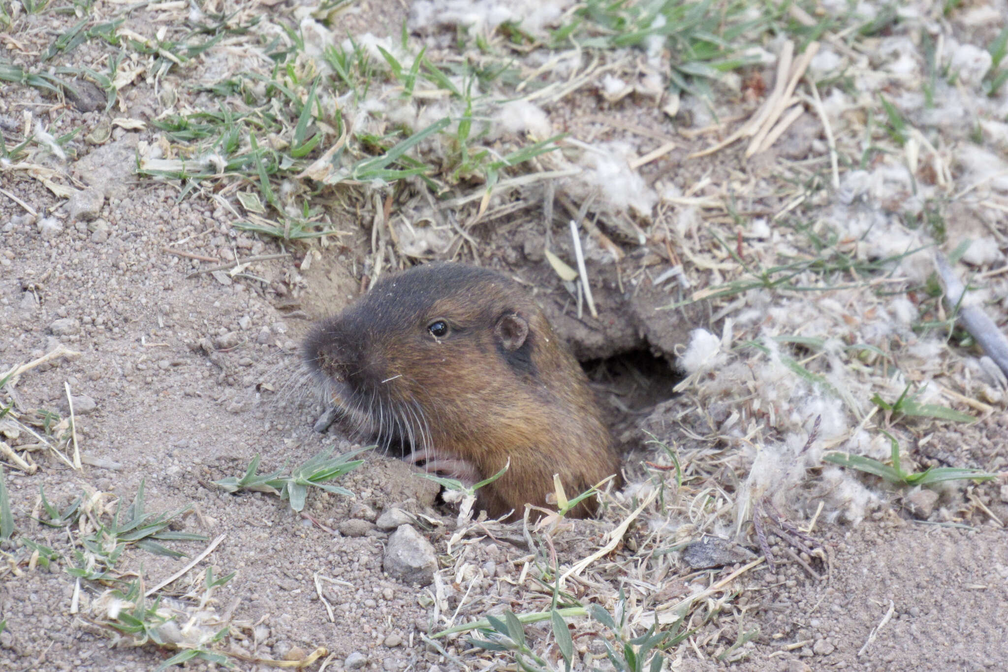 Image of southern pocket gopher