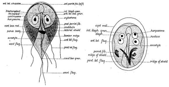 Image of Giardiinae