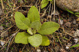 Image of Great Mullein