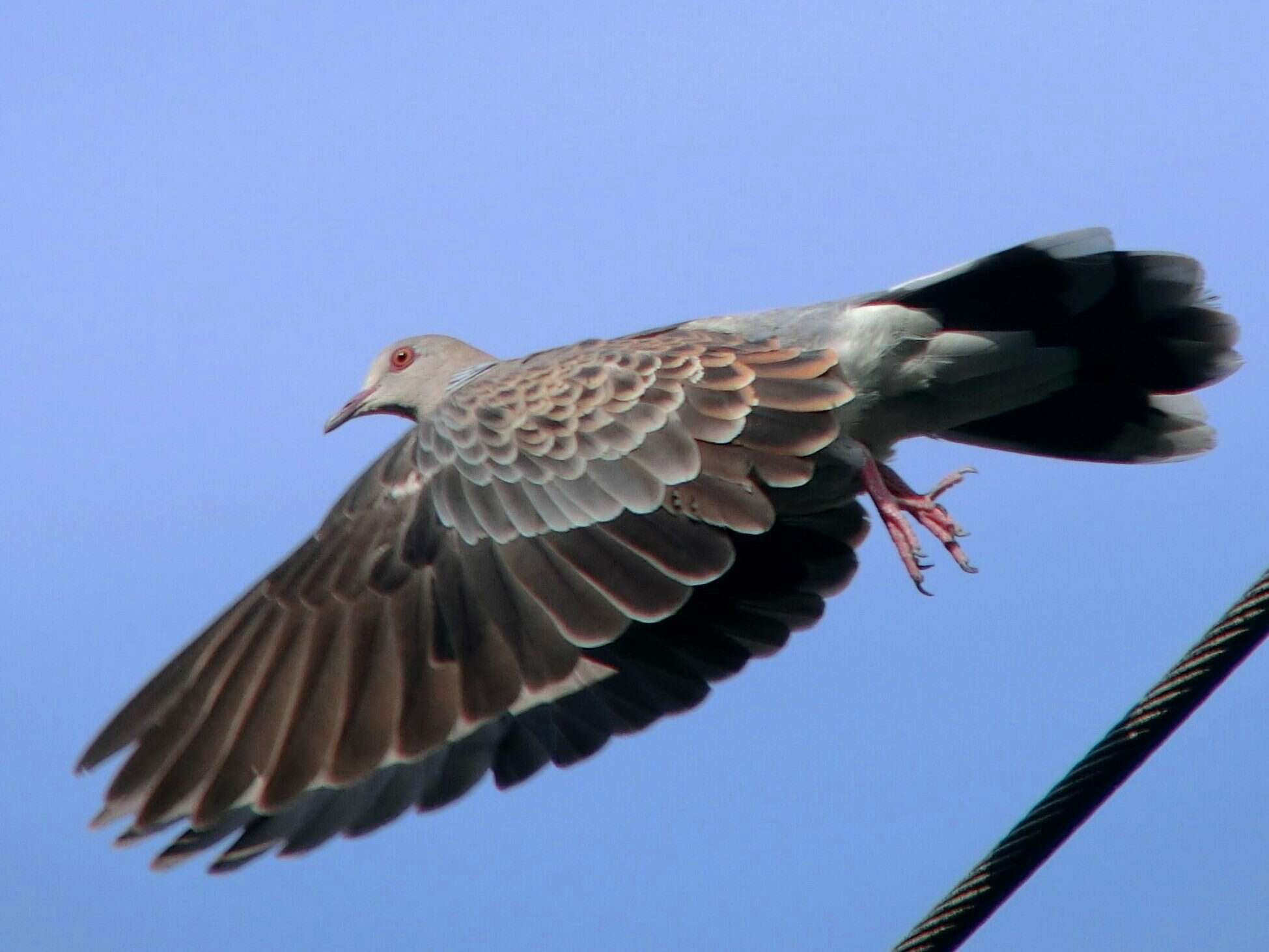 Image of Oriental Turtle Dove