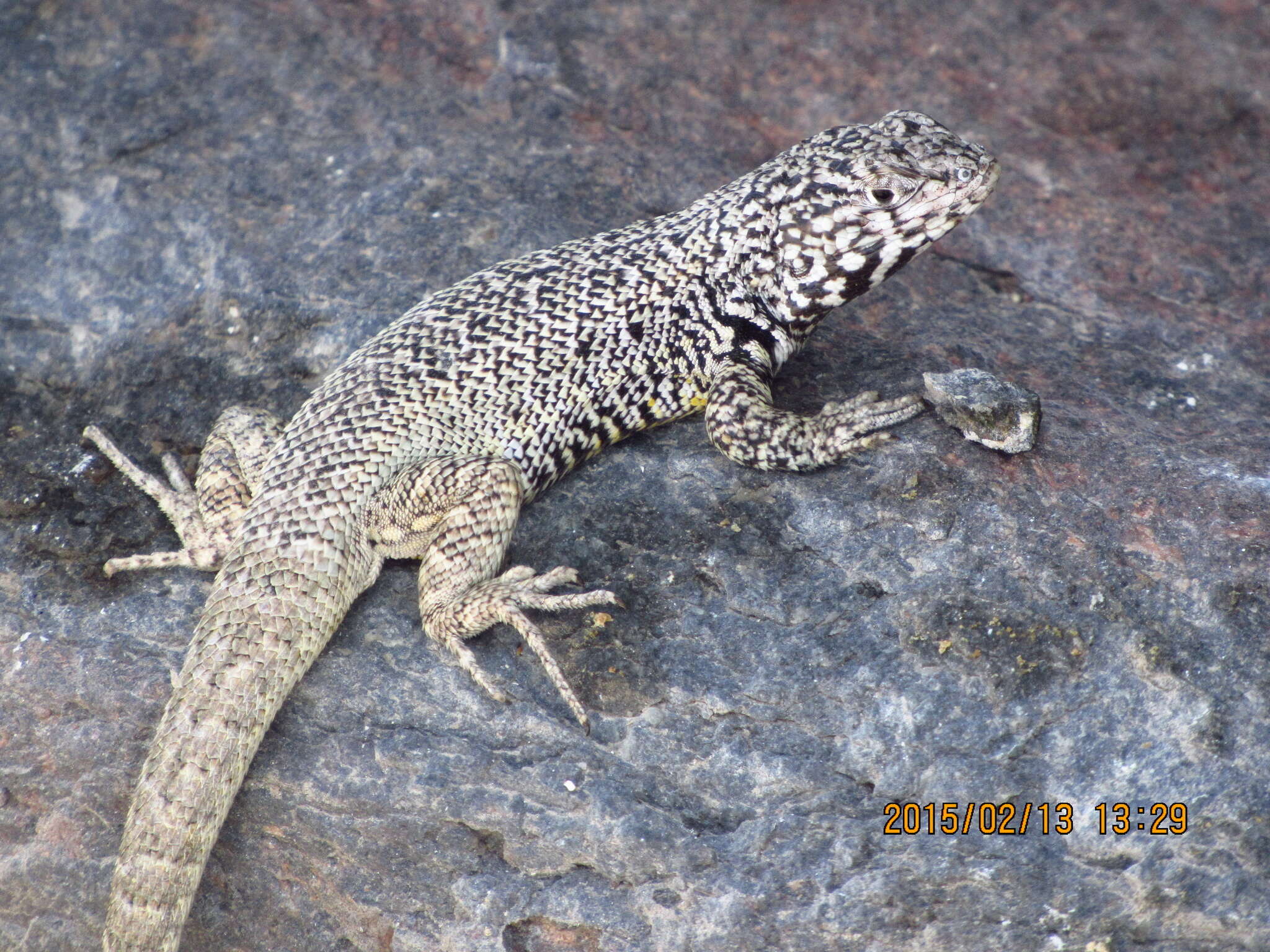 Image of Liolaemus silvai Ortiz 1989