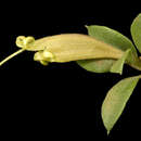 Image of Lambertia rariflora Meissn.