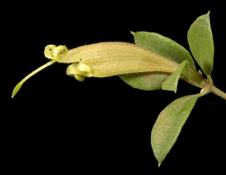 Image of Lambertia rariflora Meissn.