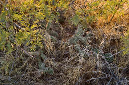 Image of Panhandle Prickly-pear