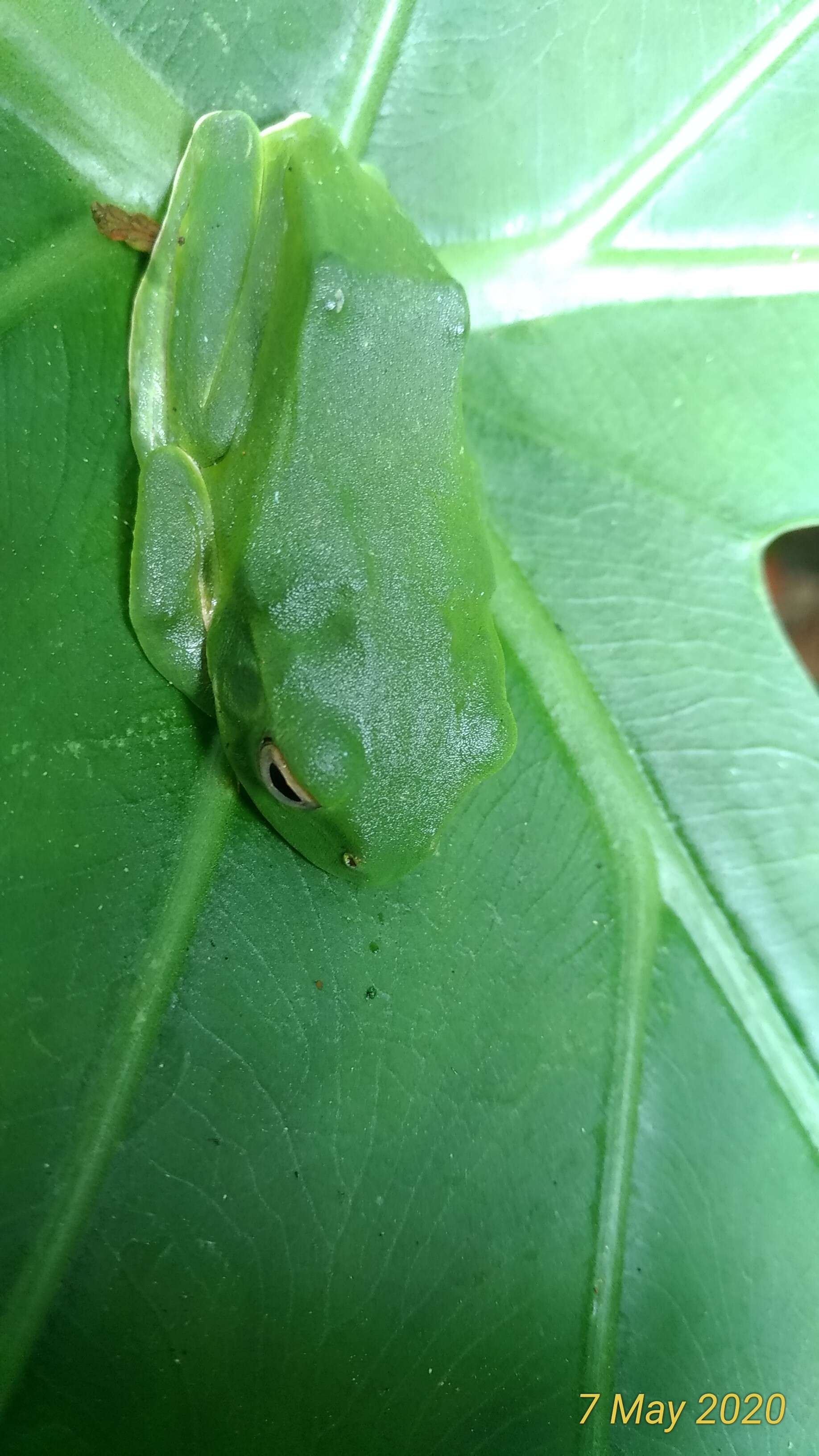 Imagem de Alocasia macrorrhizos (L.) G. Don