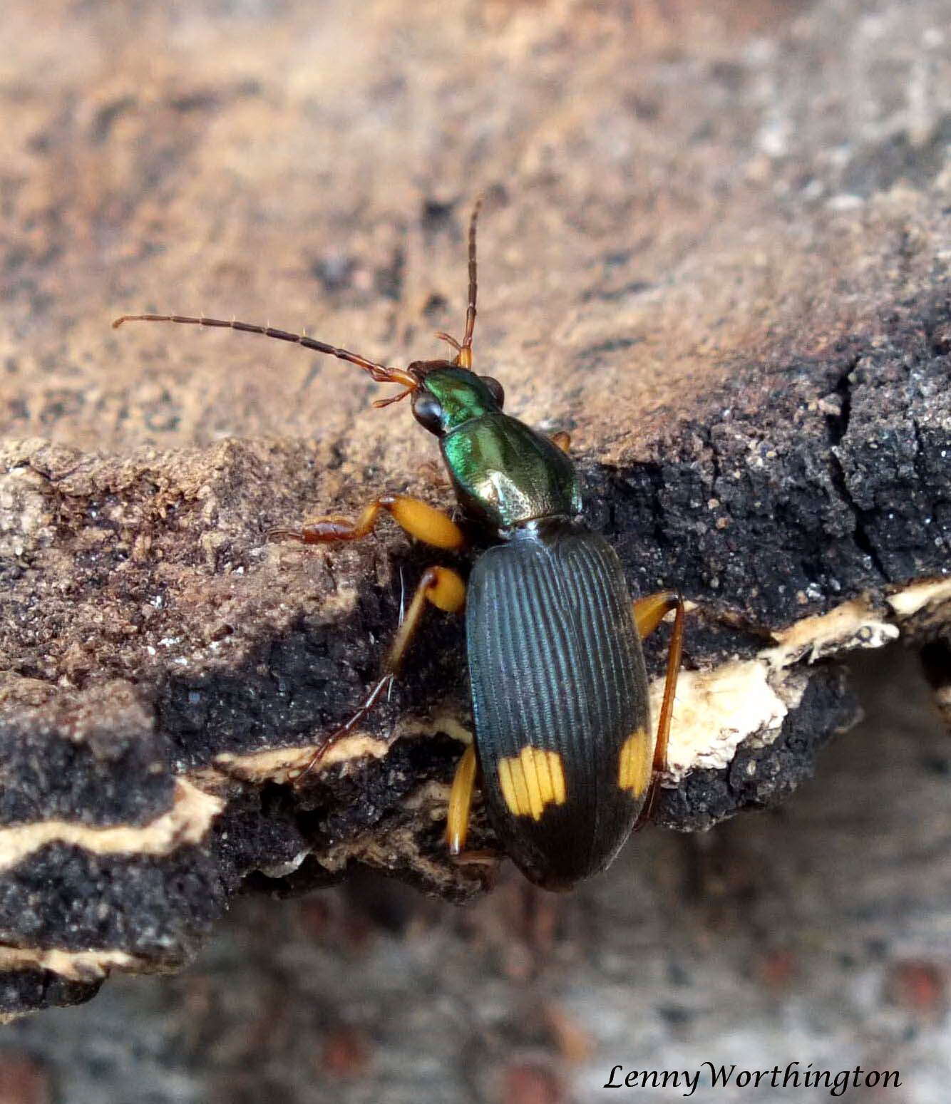 Image of Vivid Metallic Ground Beetles