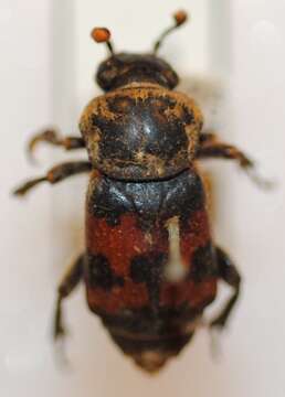 Image of Nicrophorus (Nicrophorus) vestigator (Herschel 1807)