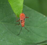 Image of Cotton Stainers (several spp.)