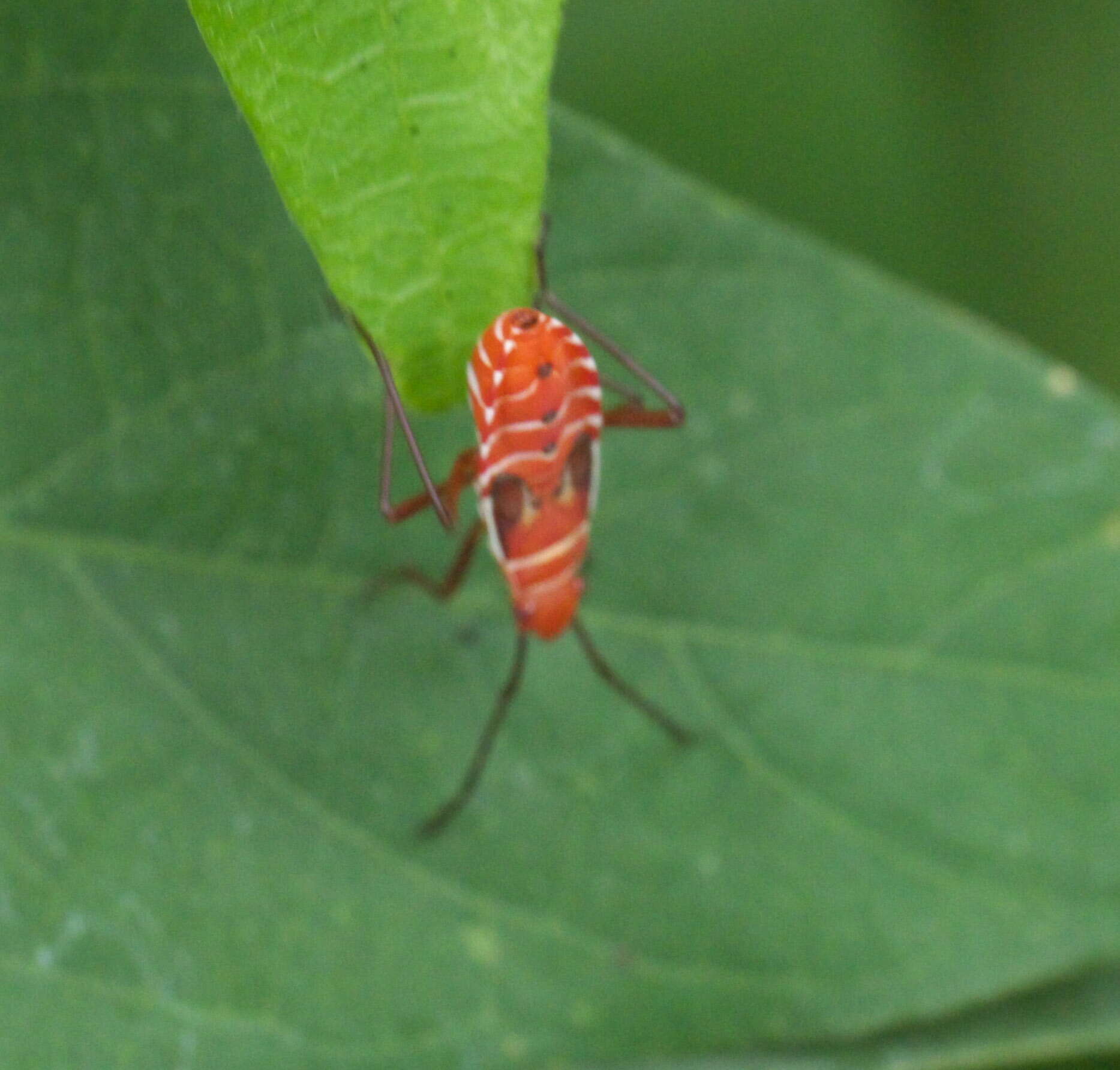 Image of Cotton Stainers (several spp.)