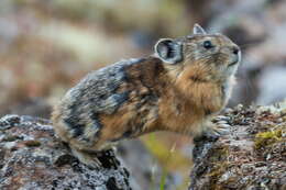 Image of Turuchan Pika