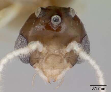 Image de Crematogaster curvispinosa Mayr 1862