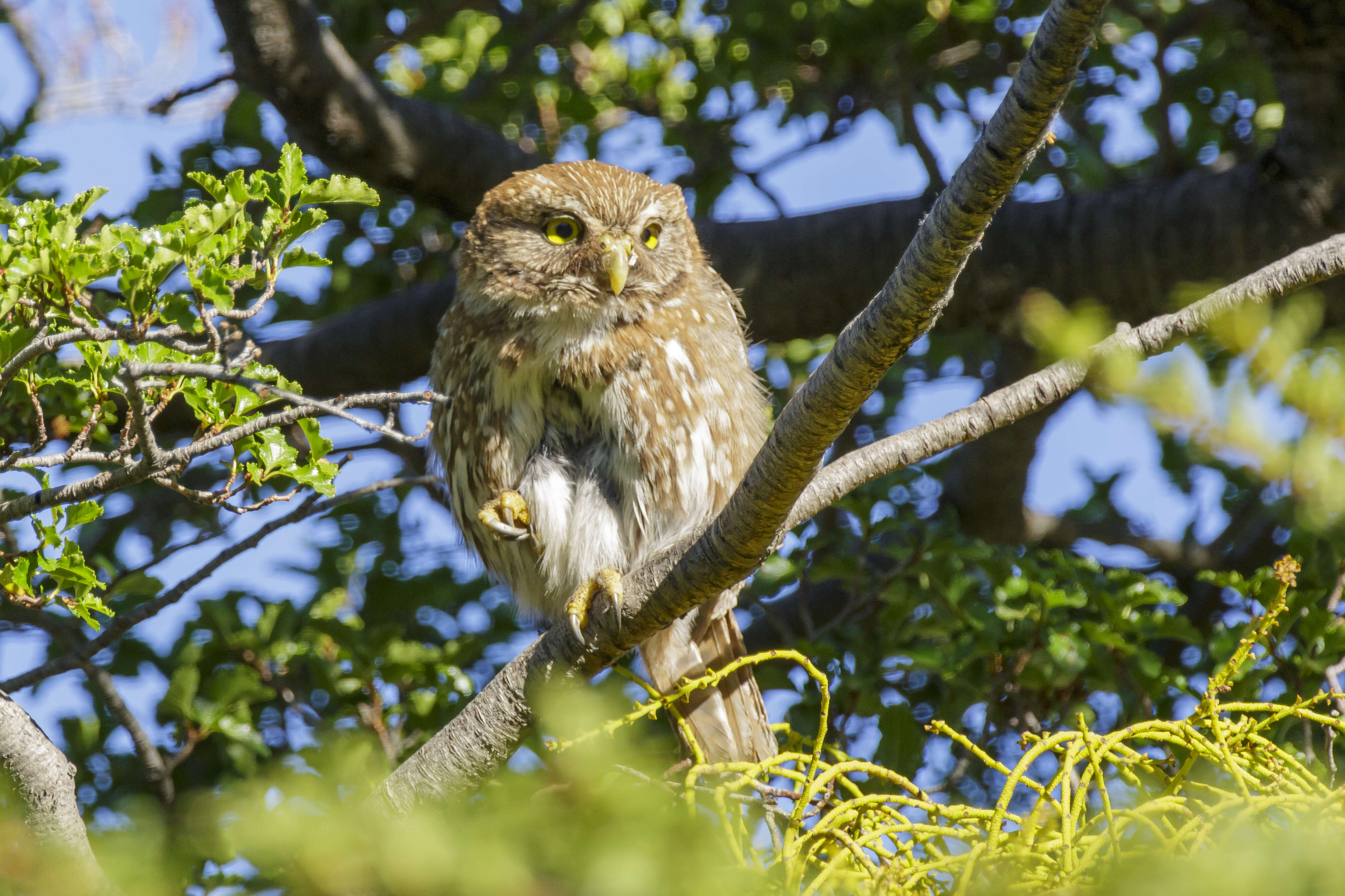 Image of Austral Pygmy Owl