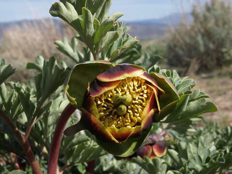 Sivun Paeonia brownii Dougl. kuva