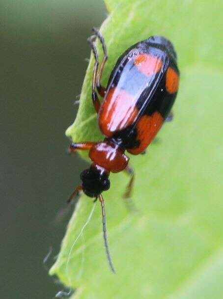 Image of Lebia (Lebia) cruxminor (Linnaeus 1758)