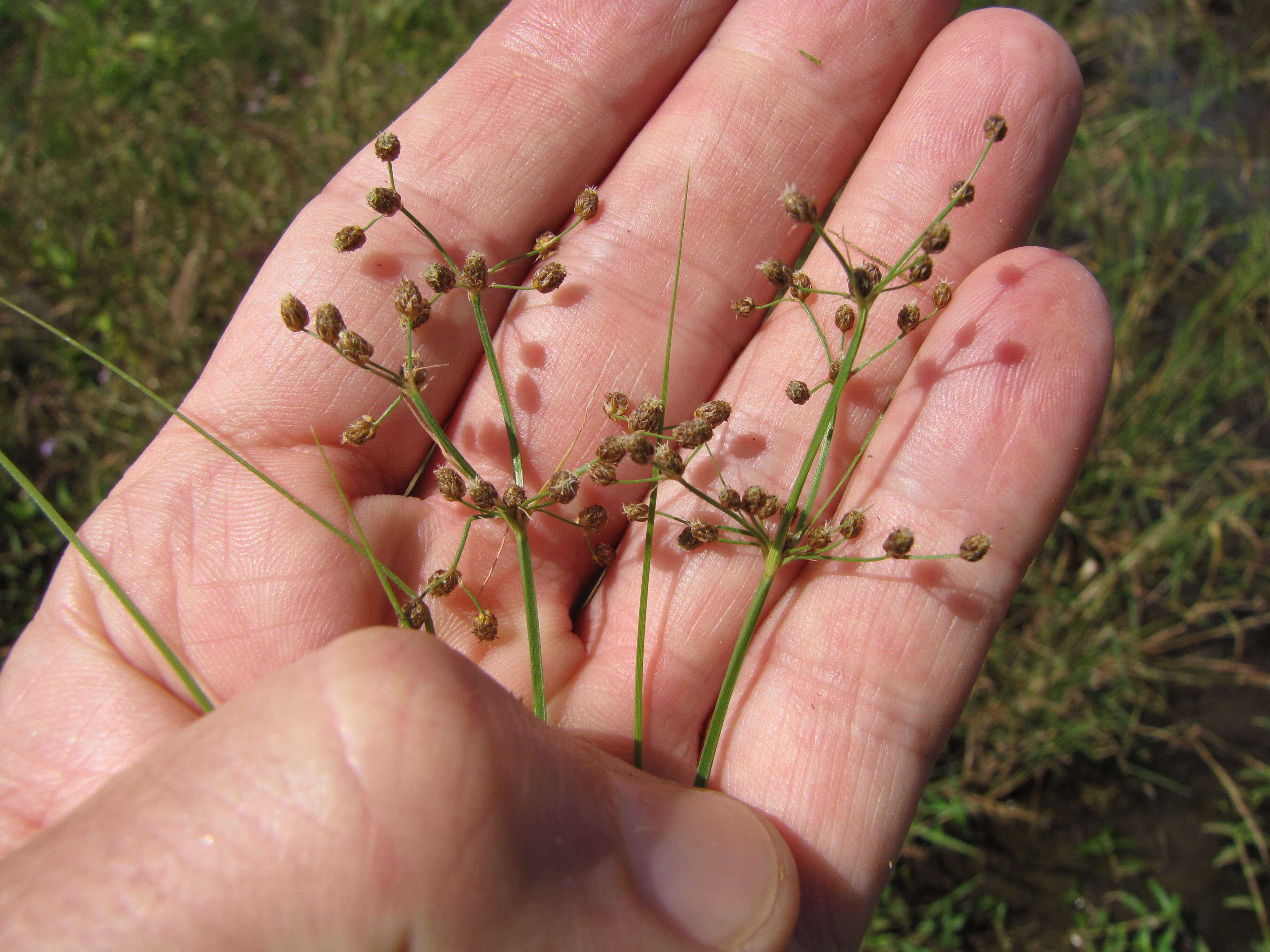 Image of Grass-Like Fimbristylis