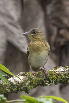 Image of Giant Weaver