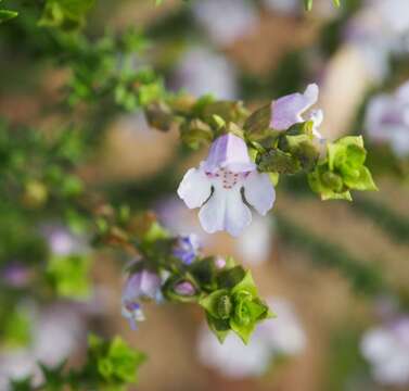 Image of Prostanthera eurybioides F. Muell.