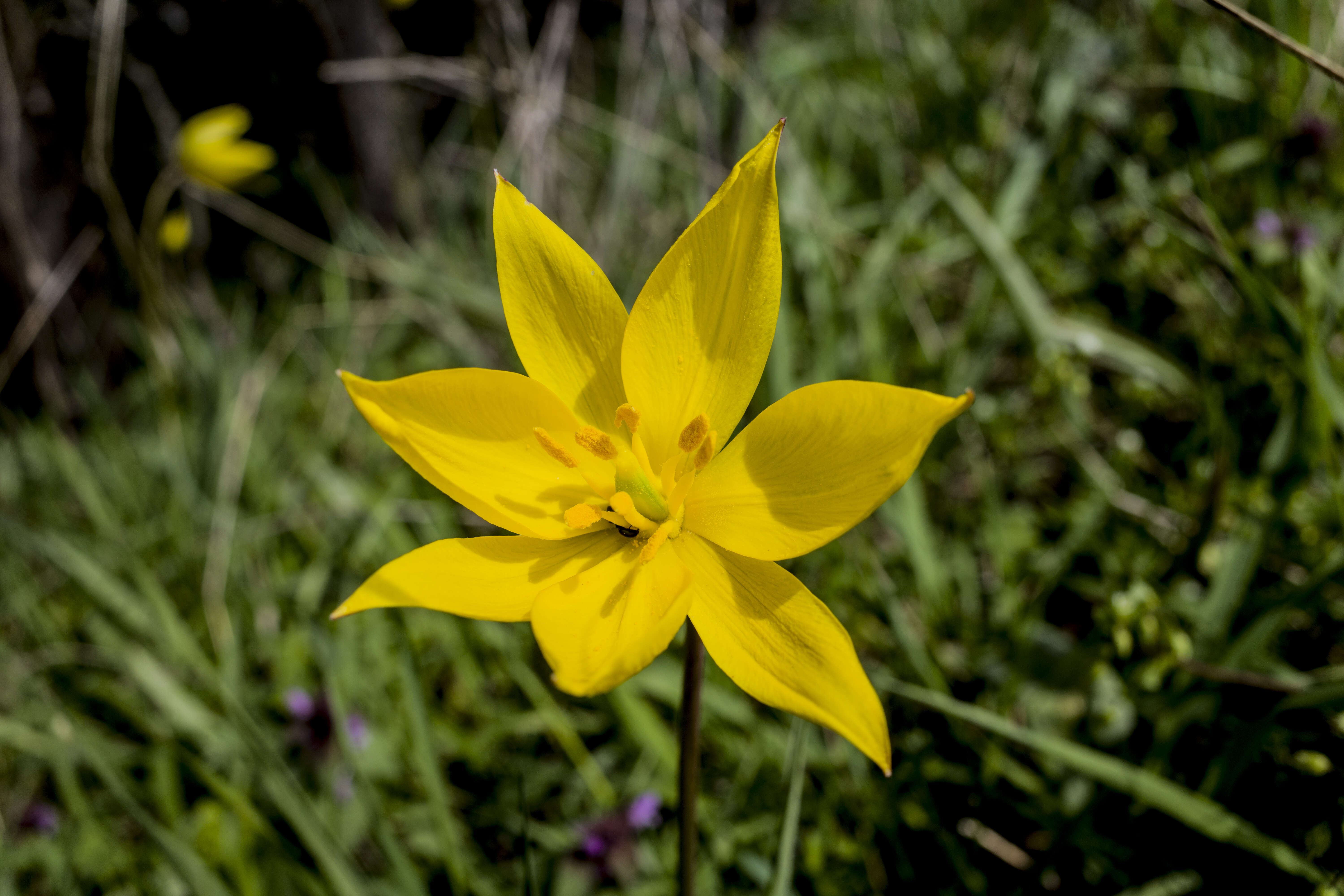 Image of Wild tulip