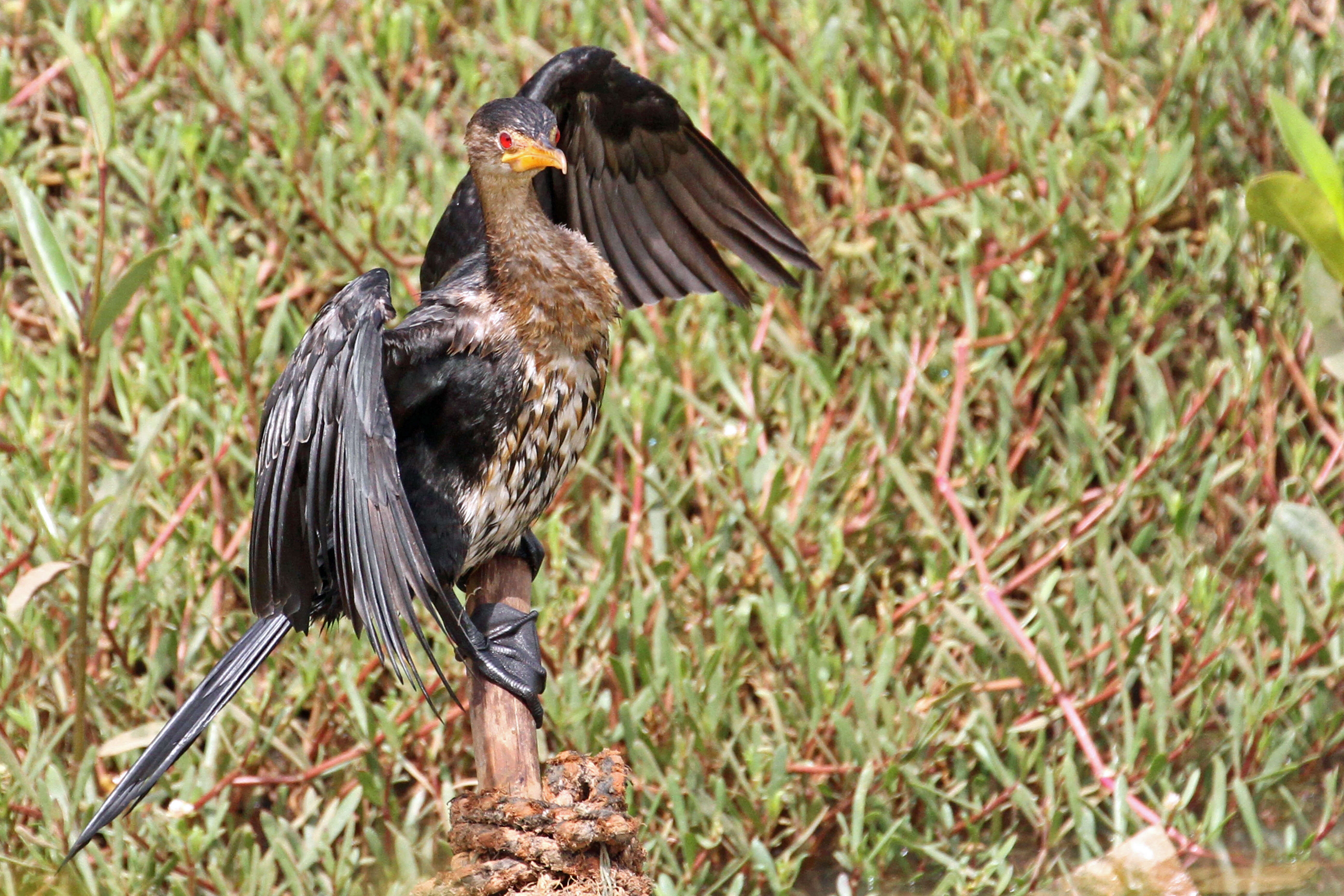 Image of Long-tailed Cormorant