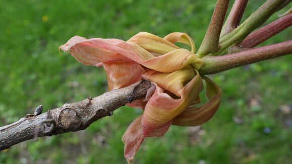 Image of shellbark hickory