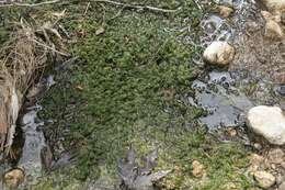 Image of Common Stonewort