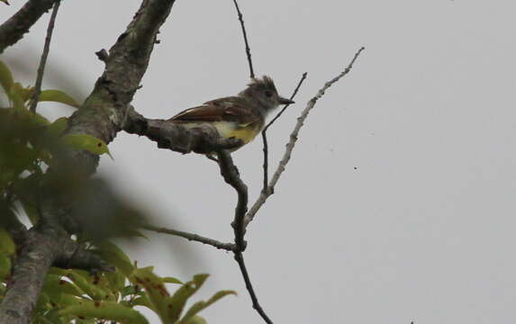 Image of Great Crested Flycatcher