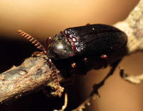 Image of Zenoa picea (Beauvois 1806)