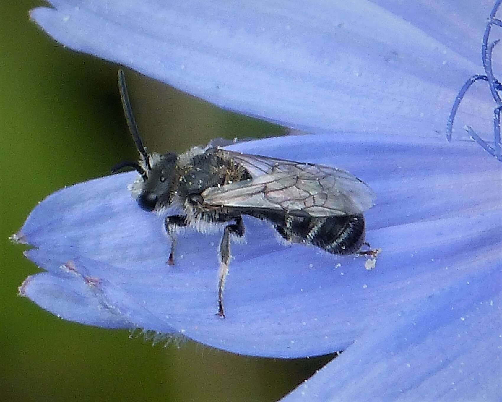 Image of sweat bees