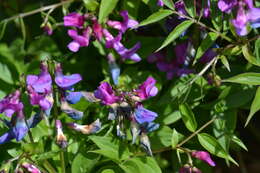 Image of spring pea