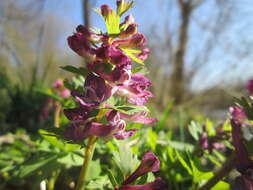 Plancia ëd Corydalis solida (L.) Clairv.