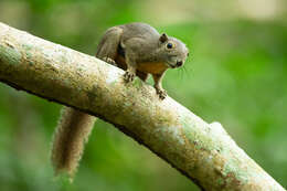 Image of Plantain Squirrel