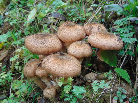 Image of Armillaria gallica Marxm. & Romagn. 1987