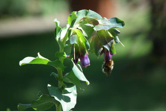 Image of honeywort